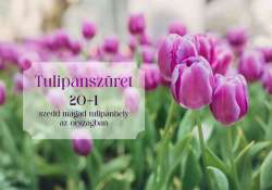 Tulipánszüretre fel! 20+1 szedd magad tulipánhely az országban